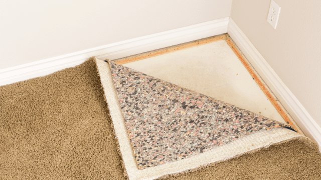 can-black-mold-grow-on-carpet